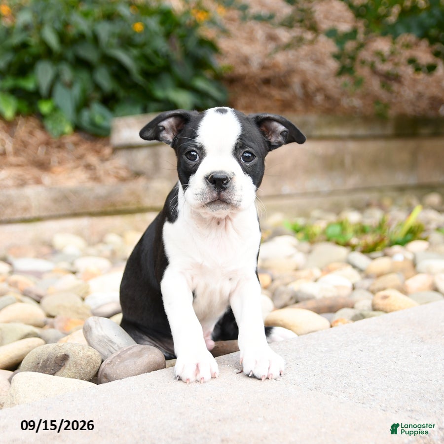 Boston Terrier dogs Monty - Ad 1