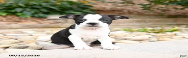 Monty