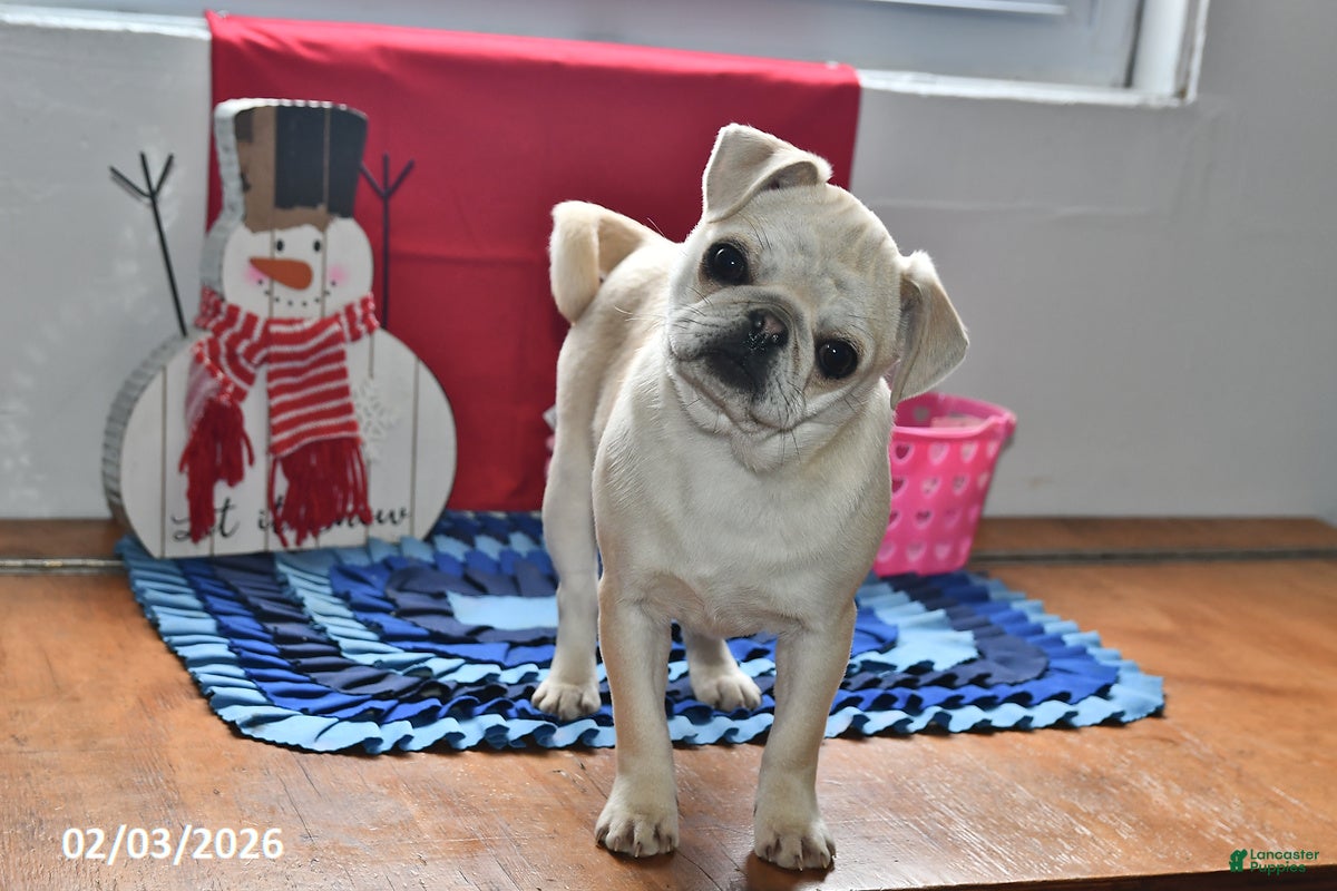 Pug dogs Rosie - Ad 10