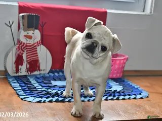 Pug dogs Rosie - Ad 10