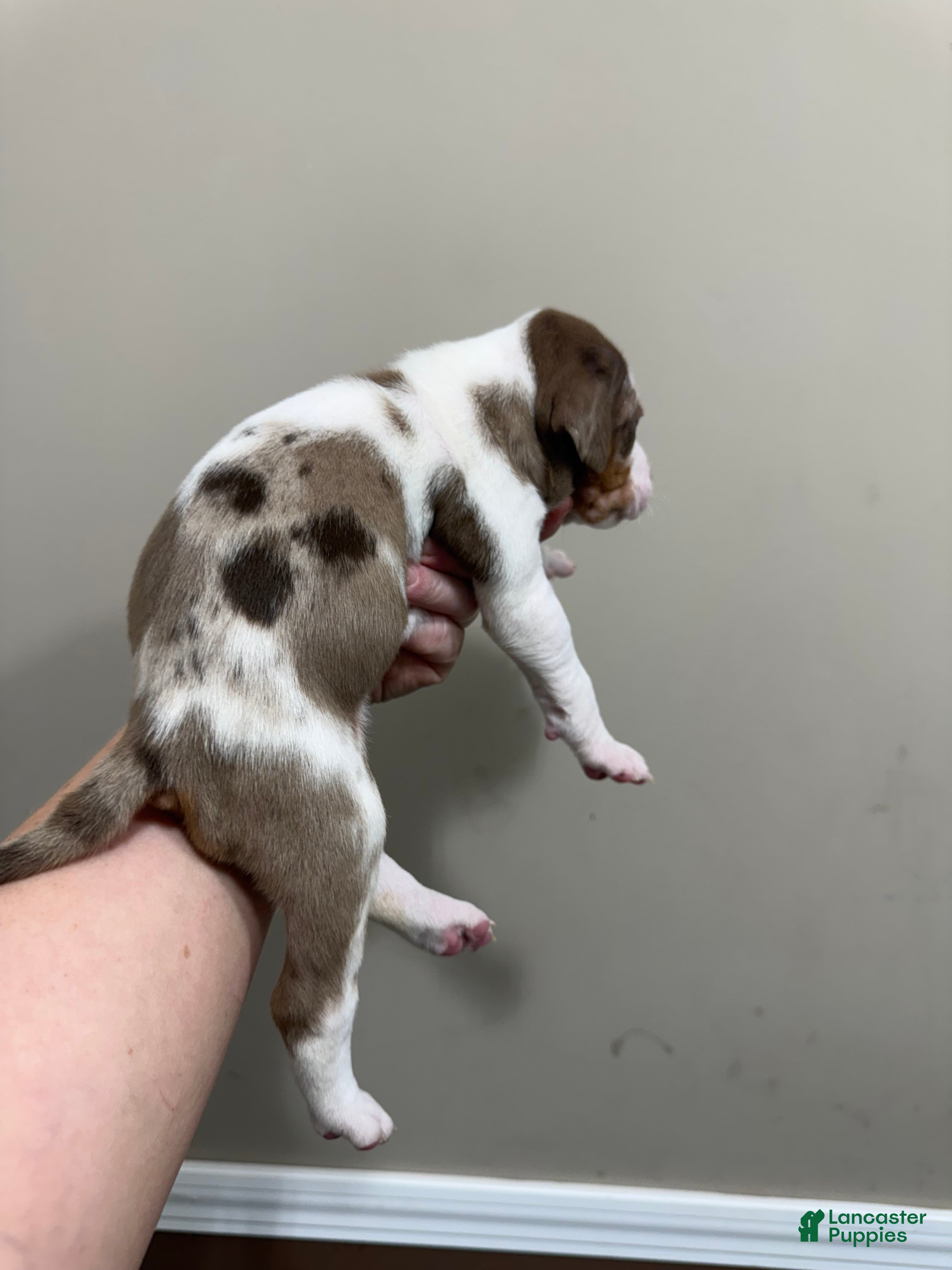 Catahoula Leopard Dog dogs for sale: DM #2 - Ad 3