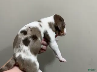 Catahoula Leopard Dog dogs for sale: DM #2 - Ad 3