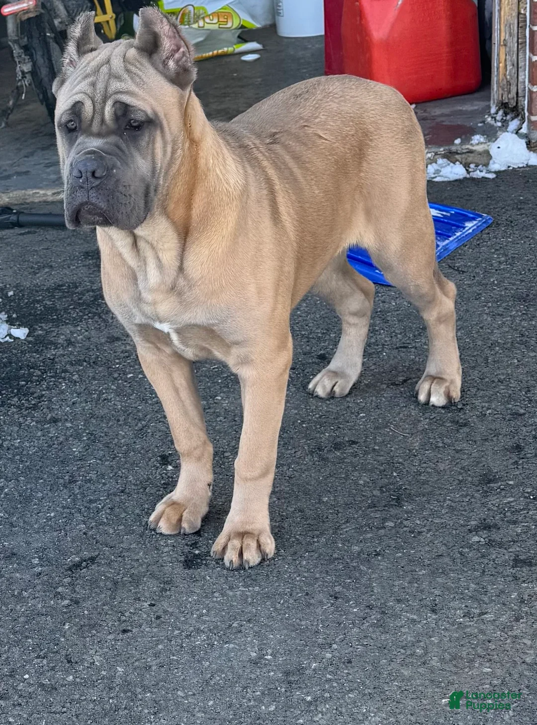 Cane Corso dogs for sale: Cane Corso Puppy 2 - Ad 8