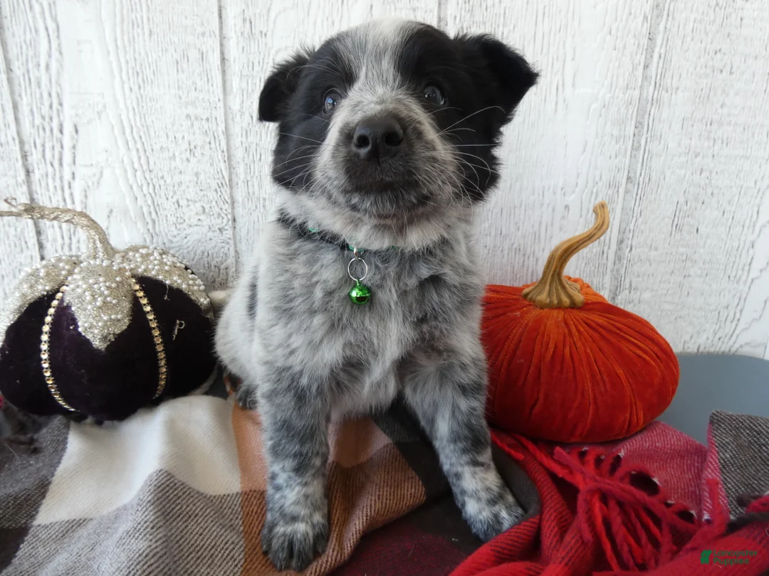 Australian Cattle Dog dogs for sale: Australian Cattle Dog 5 Busco` - Ad 2