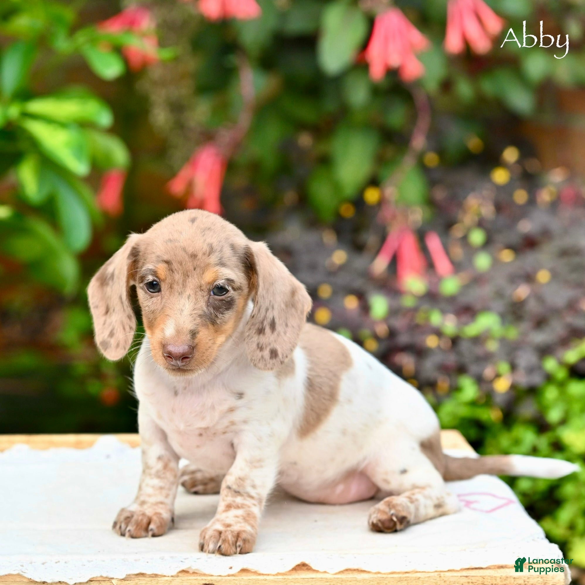 Miniature Dachshund dogs Abby - Ad 1