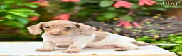 Miniature Dachshund dogs for sale: Abby - Ad 1