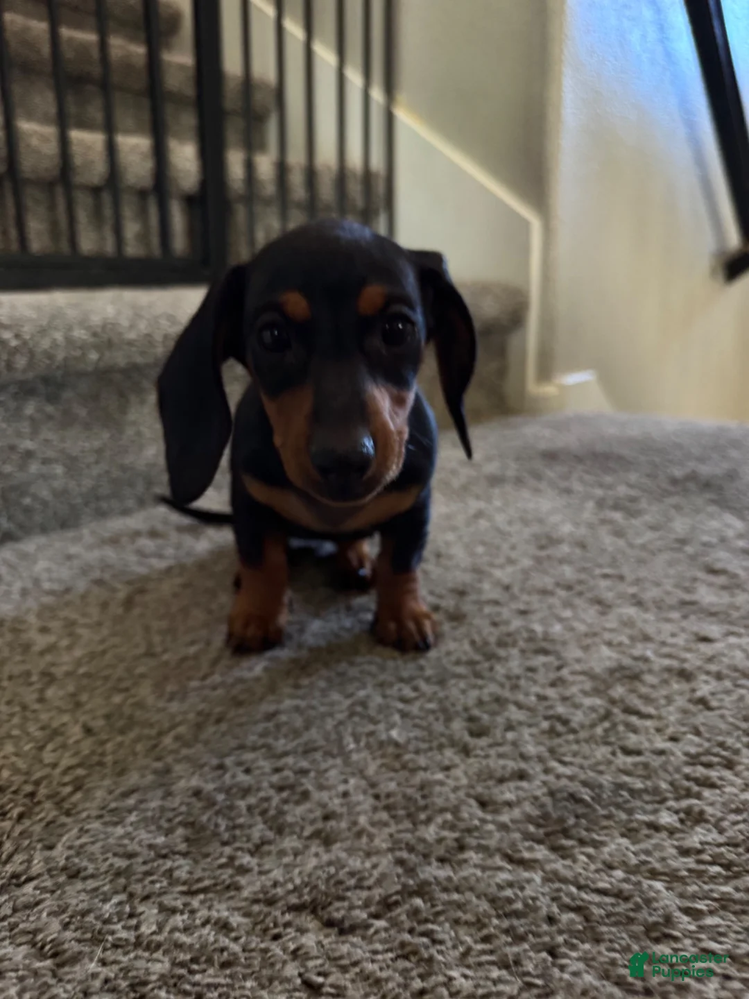 Dachshund dogs for sale: Dachshund 2 - Ad 2