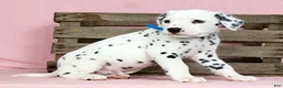 Dalmatian dogs for sale: Brandon - Ad 3