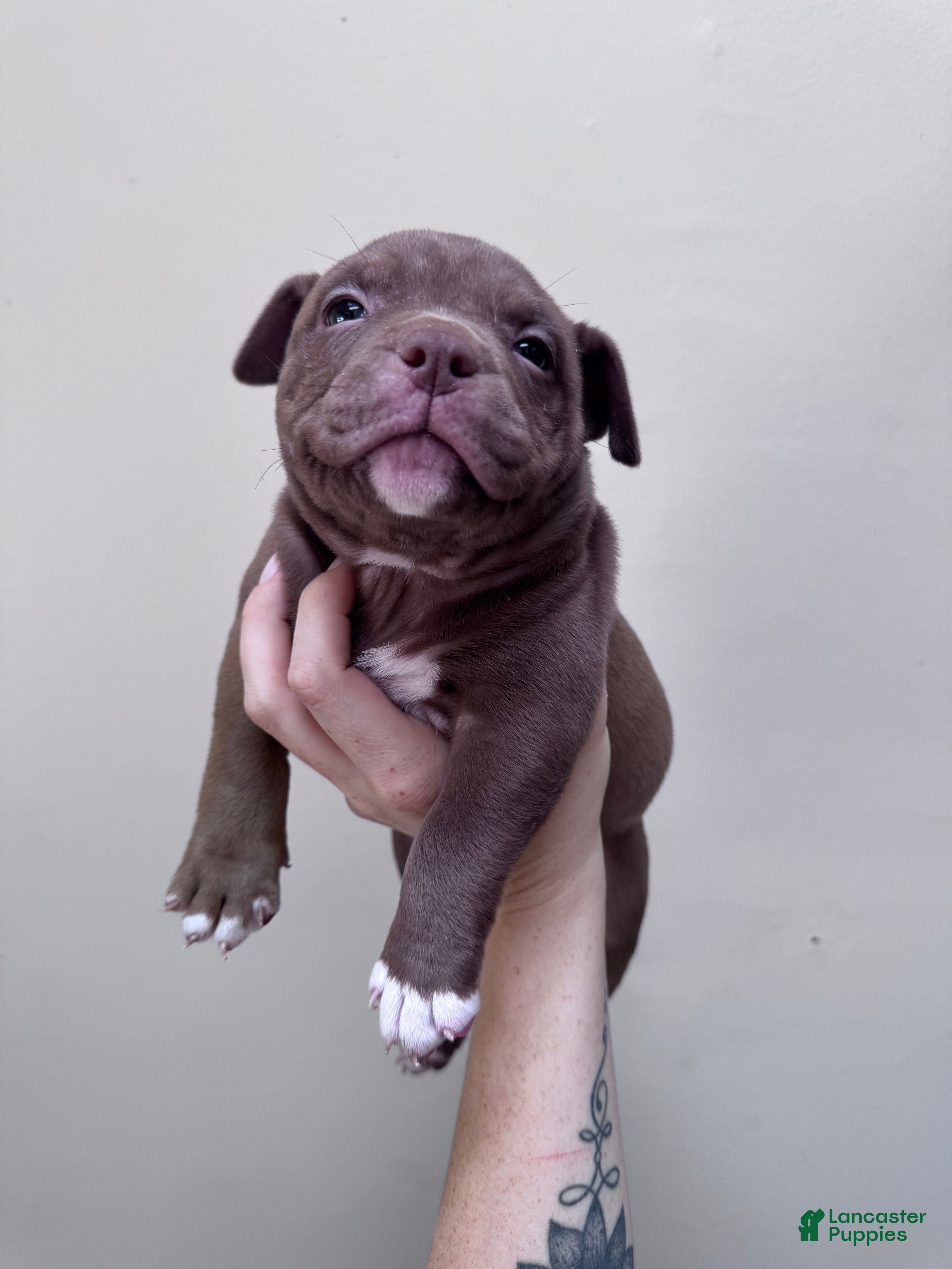 American Bully dogs Female 1 - Ad 26