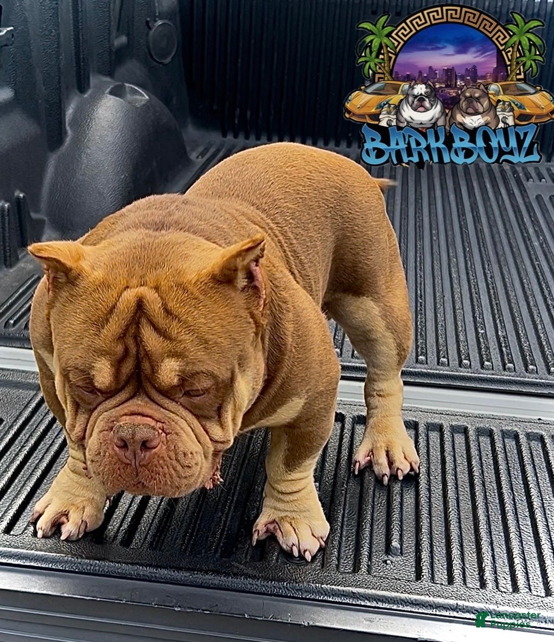 American Bully dogs for sale: Barkboyz Bullycamp Weezy - Ad 5