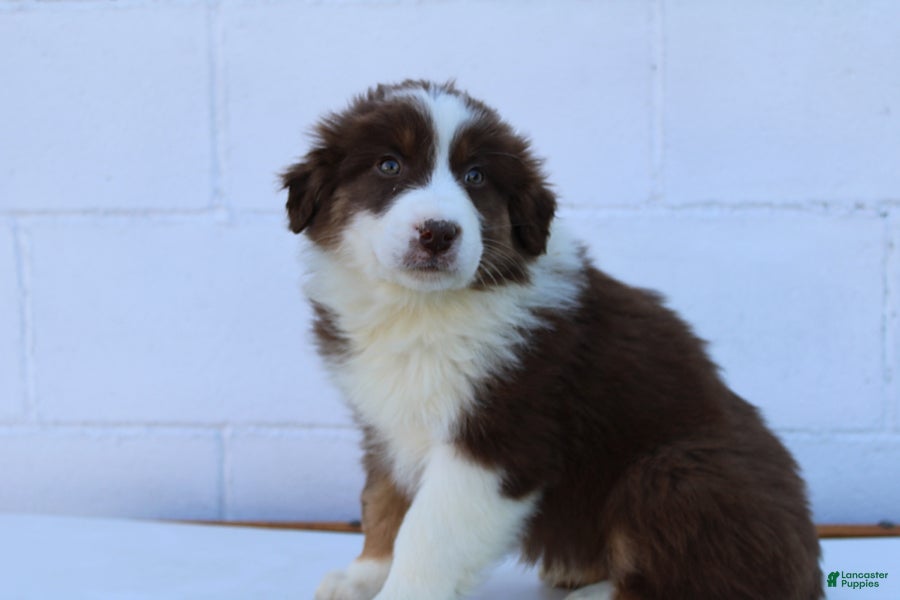 Australian Shepherd dogs Sully - Ad 2