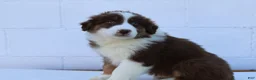Australian Shepherd dogs for sale: Sully - Ad 2