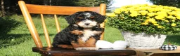 Mini Bernedoodle dogs for sale: Pecan - Ad 6