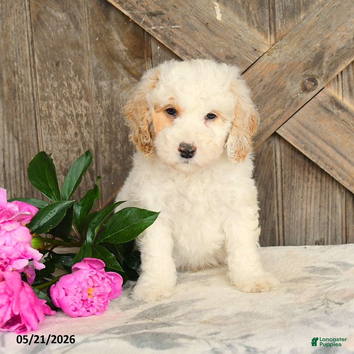 Mini Goldendoodle dogs Julia - Ad 1