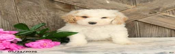 Mini Goldendoodle dogs for sale: Julia - Ad 1