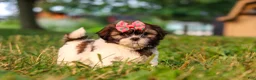 Shih Tzu dogs for sale: Rosie - Ad 6
