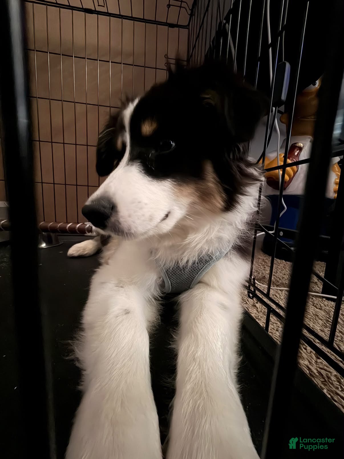 Australian Shepherd dogs for sale: Banjo the Aussie - Ad 19