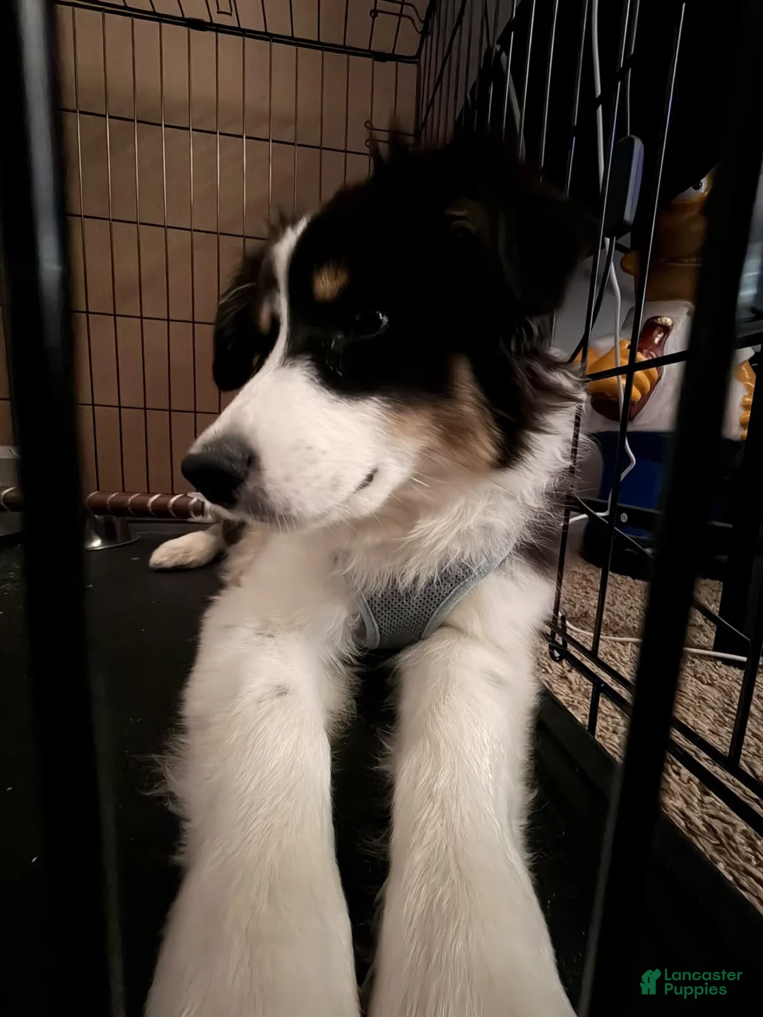 Australian Shepherd dogs for sale: Banjo the Aussie - Ad 1