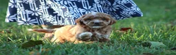 Bichpoo dogs for sale: Bailey - Ad 6
