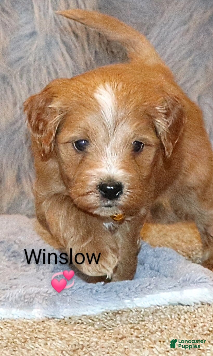 Mini Goldendoodle dogs Winslow 💙 Genetic Clear Parents - Ad 25