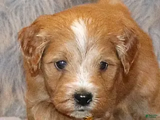 Mini Goldendoodle dogs Winslow 💙 Genetic Clear Parents - Ad 25