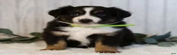 Miniature Australian Shepherd dogs for sale: George  - Ad 6