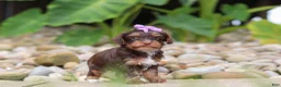 Yorkiepoo dogs for sale: Bon Bon - Ad 4
