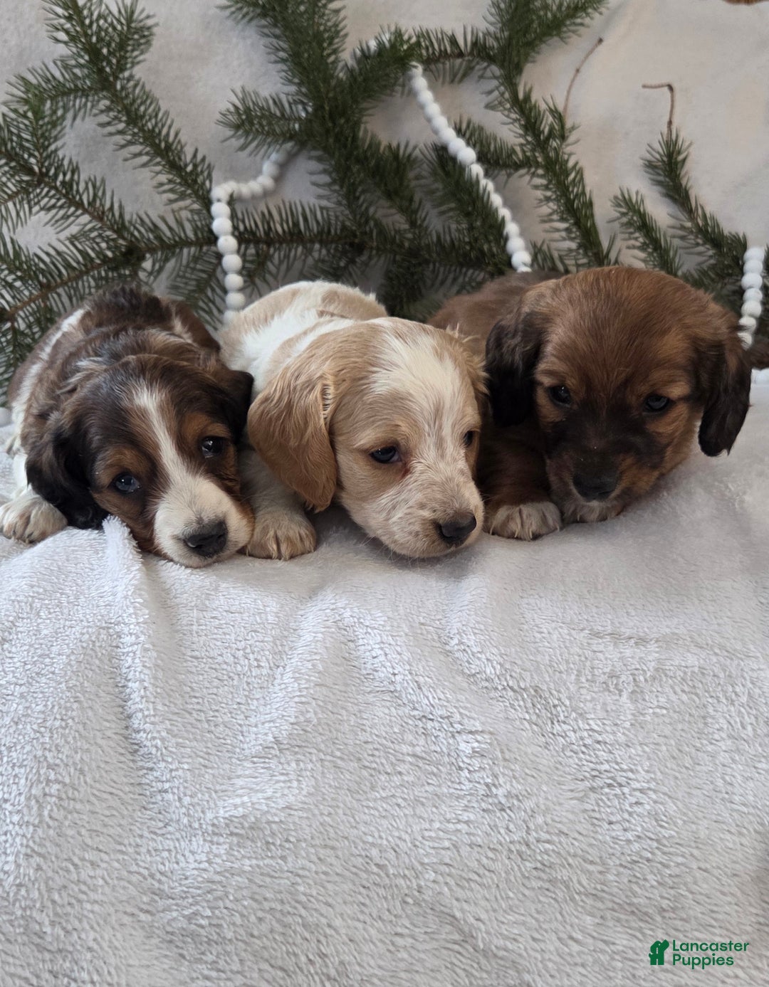 Miniature Dachshund dogs for sale: Peppermint  - Ad 15