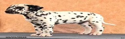 Dalmatian dogs for sale: Andrew - Ad 3