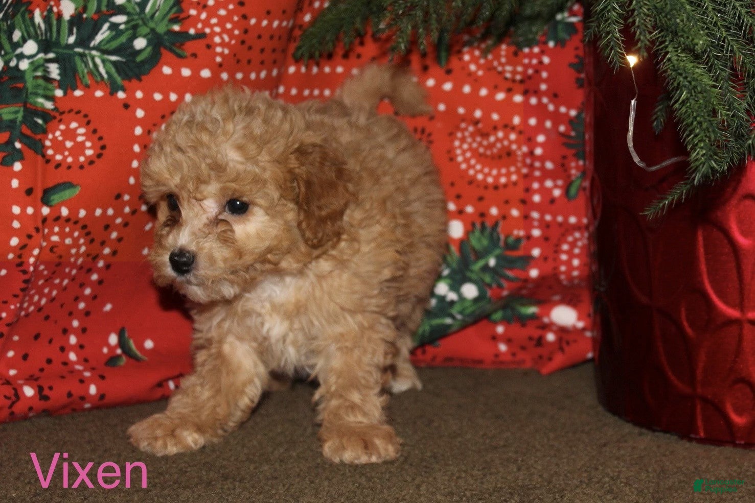 Mini Goldendoodle dogs Vixen - Ad 2