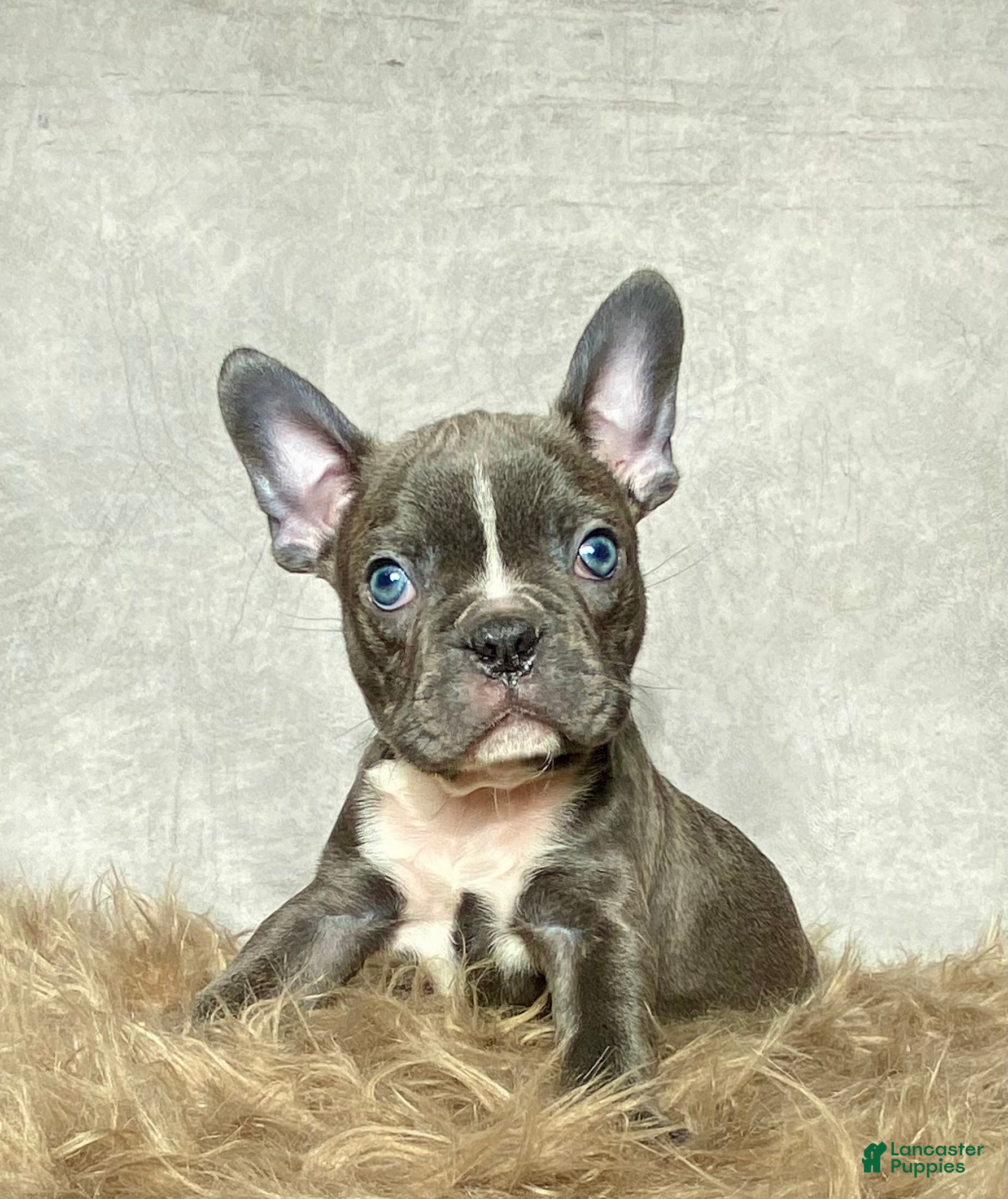 Frenchton dogs Mr. Finn - Ad 1