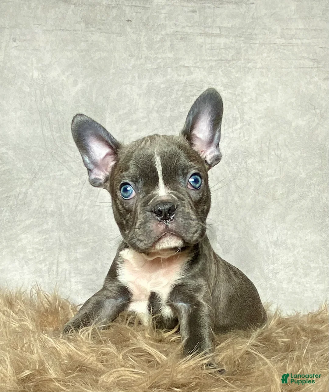 Frenchton dogs for sale: Mr. Finn - Ad 1