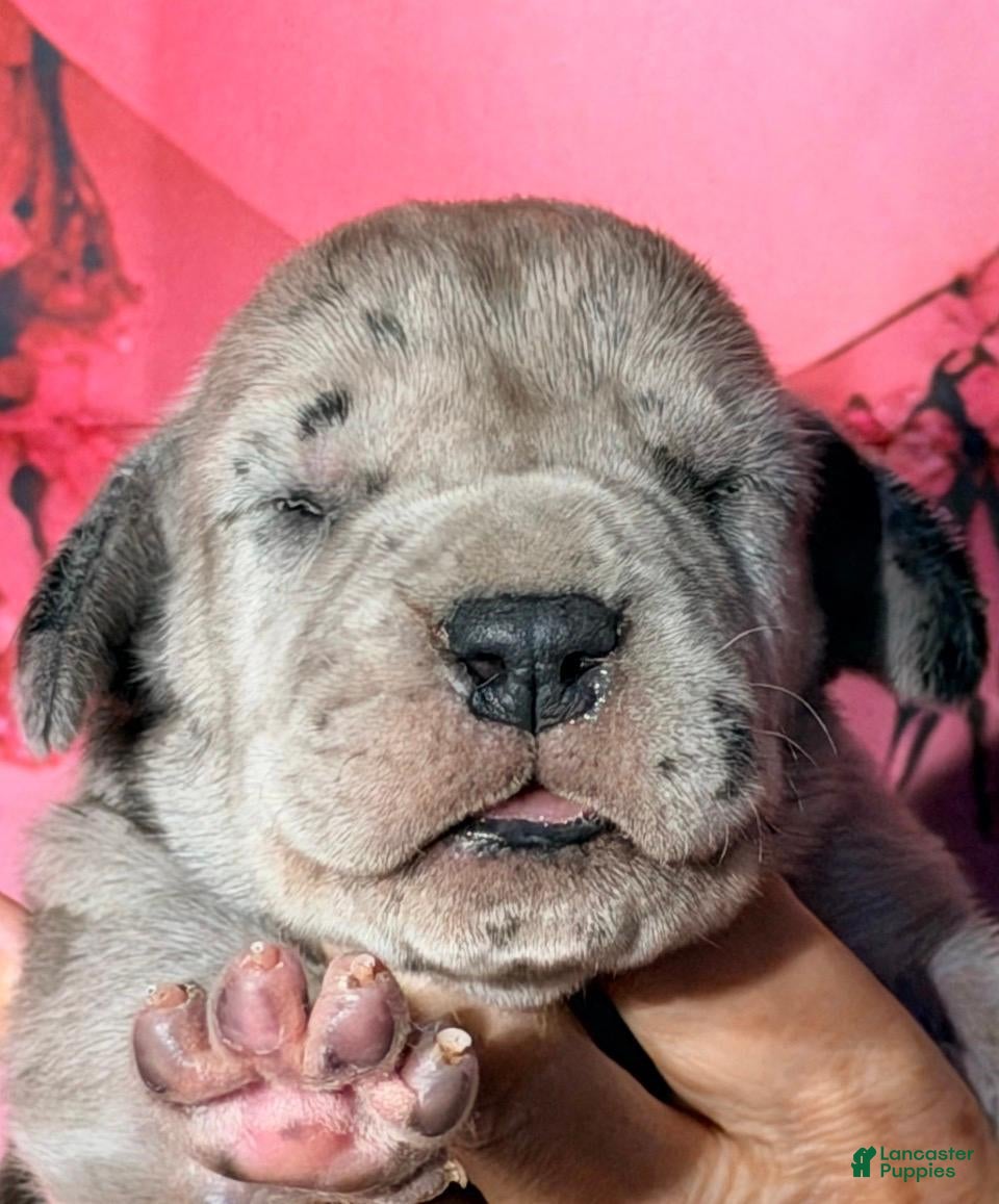 Great Dane dogs Zeke - Black Merle - Ad 19