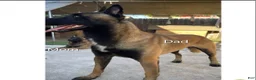 Belgian Malinois dogs for sale:  Belgian Malinois - Ad 4