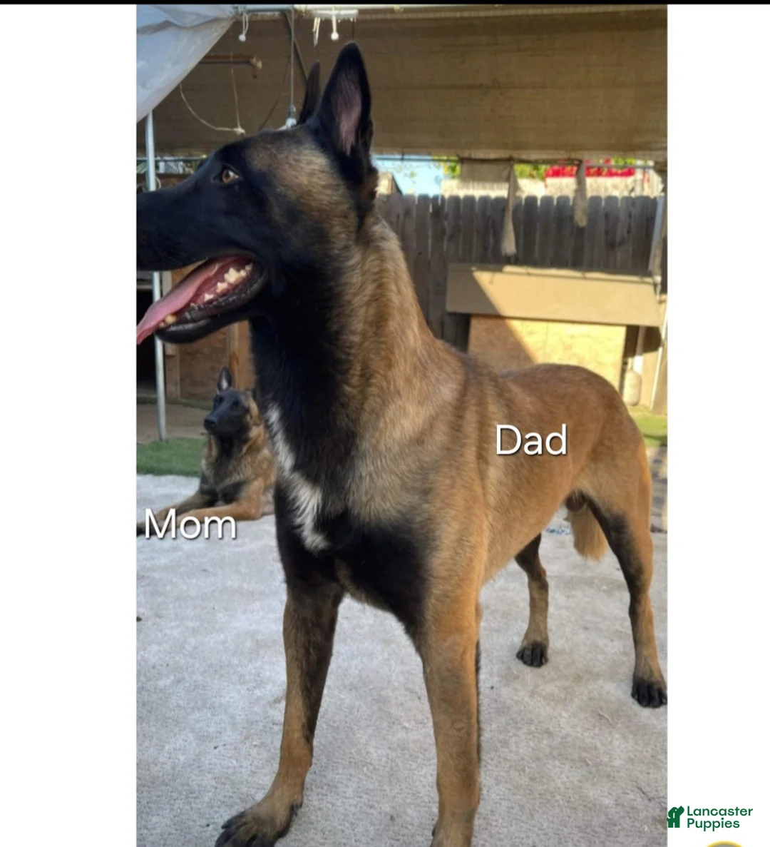 Belgian Malinois dogs for sale:  Belgian Malinois - Ad 4