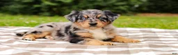 Aussiedoodle dogs for sale: Bailey Standard Sized - Ad 5