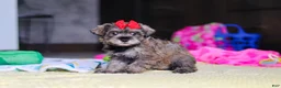 Miniature Schnauzer dogs for sale: Josie - Ad 2