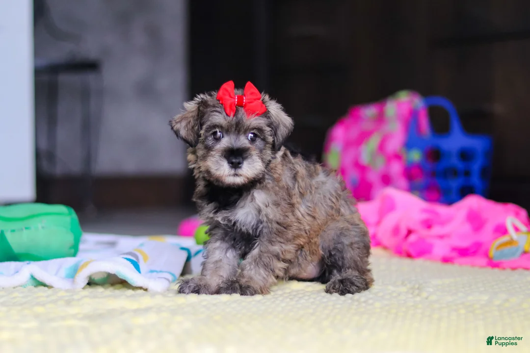 Miniature Schnauzer dogs for sale: Josie - Ad 2