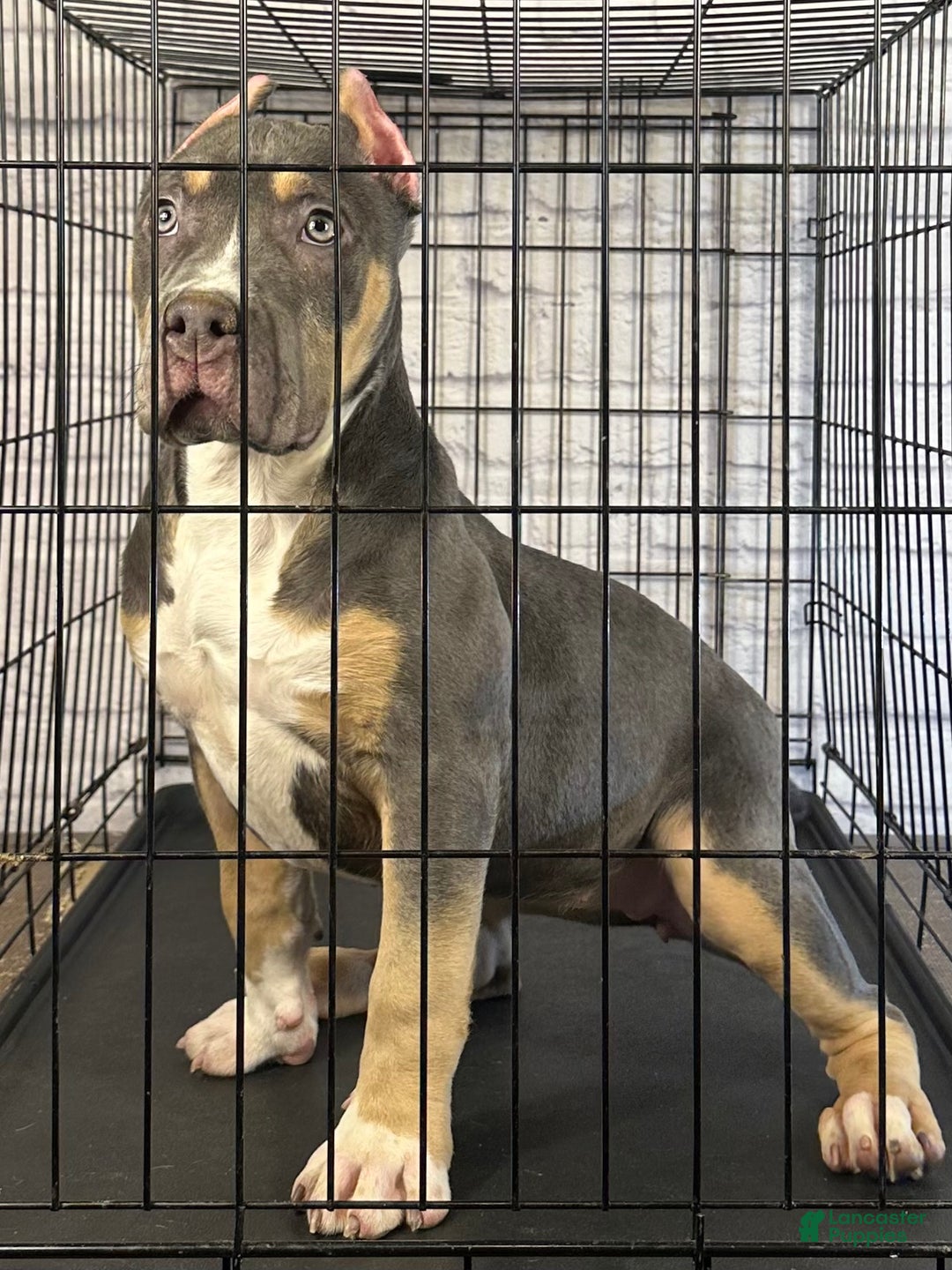 American Bully dogs for sale: Maggie - Ad 4