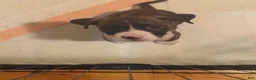 Mixed Breed dogs for sale: Mixed Breed 6 - Ad 1