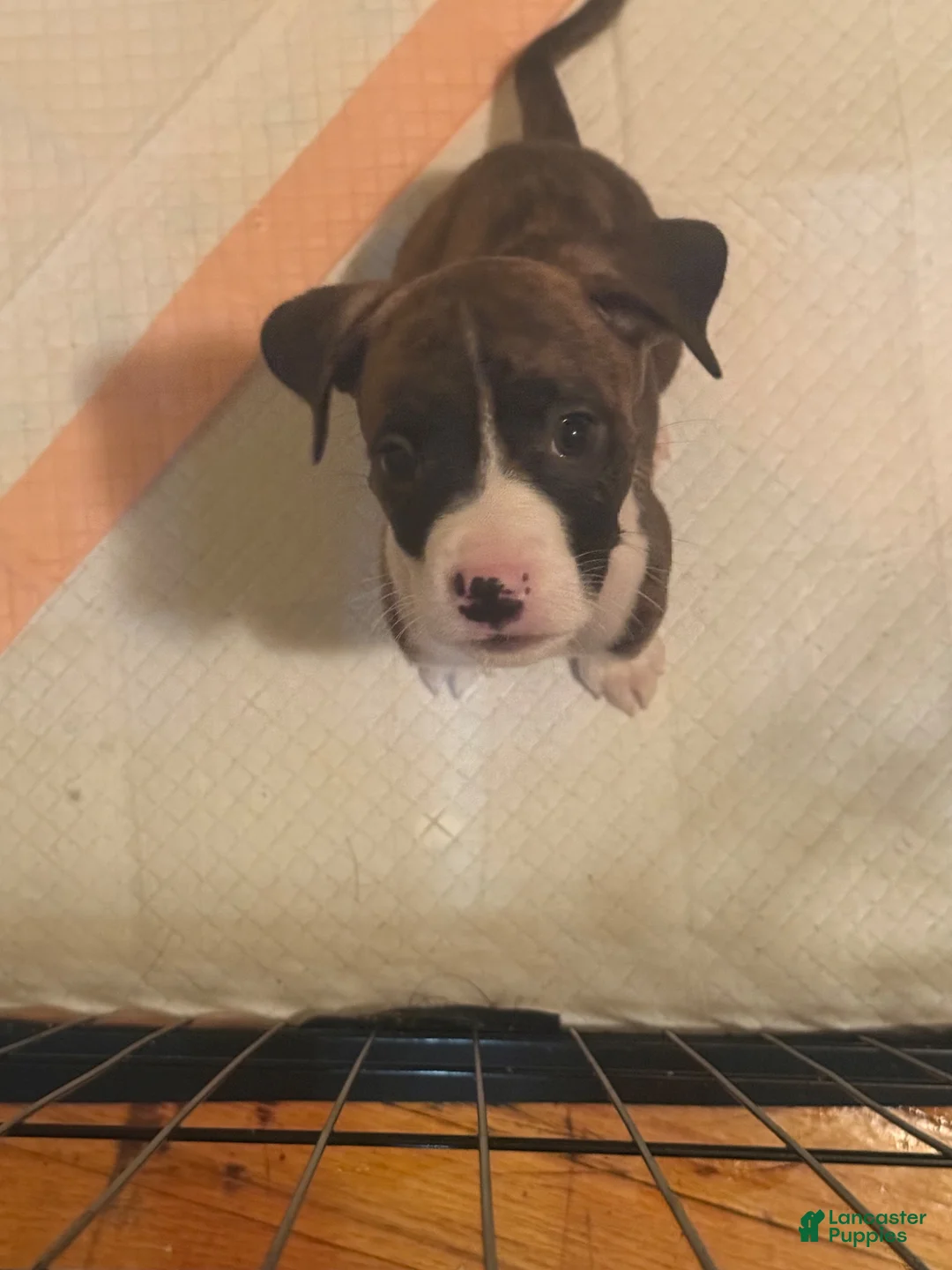 Mixed Breed dogs for sale: Mixed Breed 6 - Ad 1