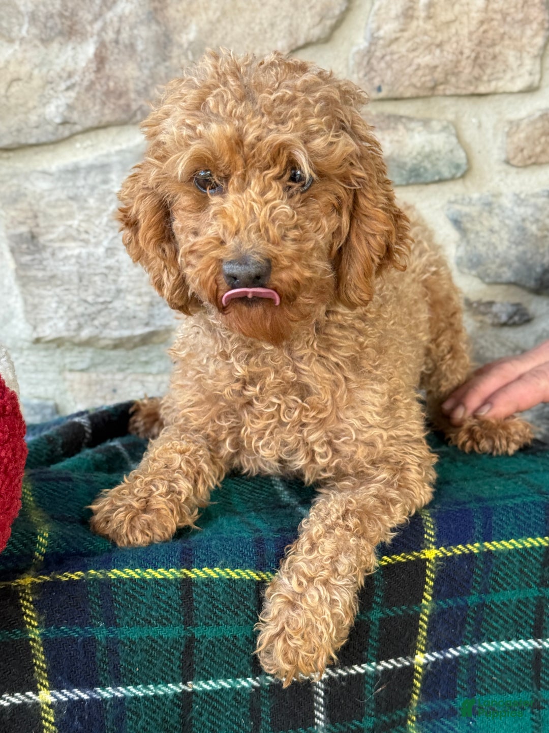 Mini Goldendoodle dogs for sale: Juliette - Ad 3