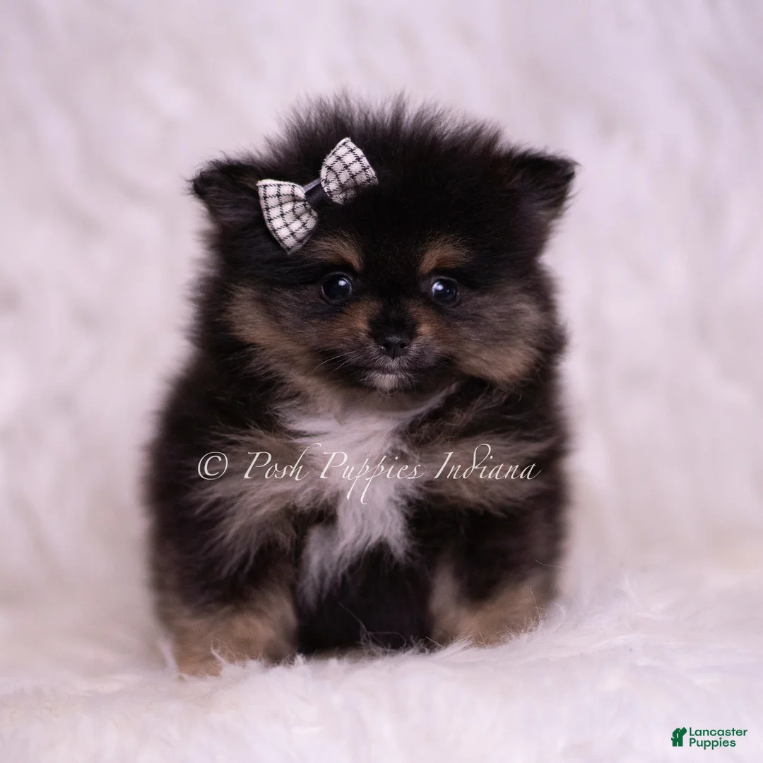 Pomeranian dogs for sale: Enzo - Ad 2