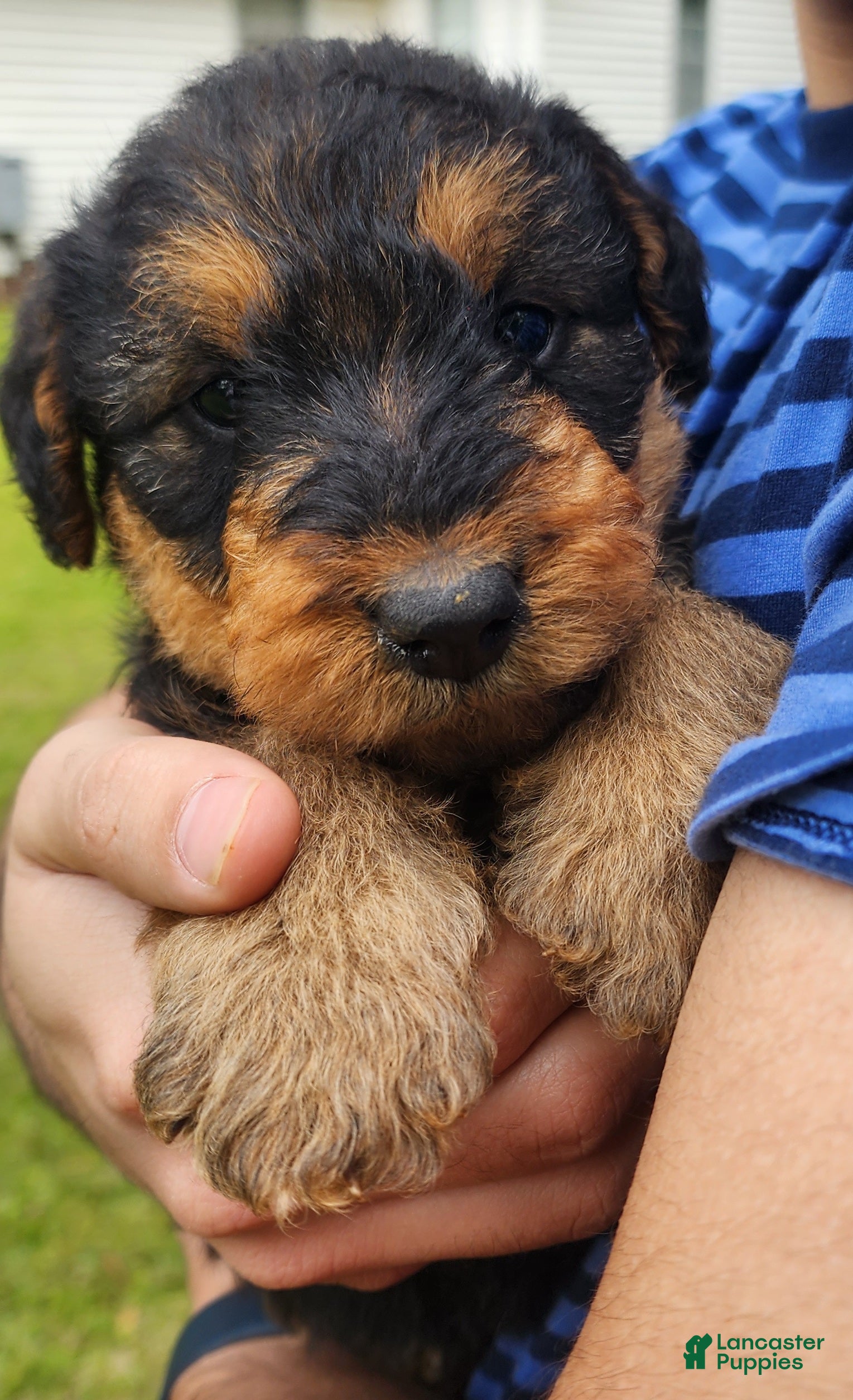 Airedale Terrier dogs Enchanted Airedales - Brown Girl - Ad 2