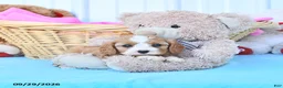 Cavapoo dogs for sale: Bonnie - Ad 4