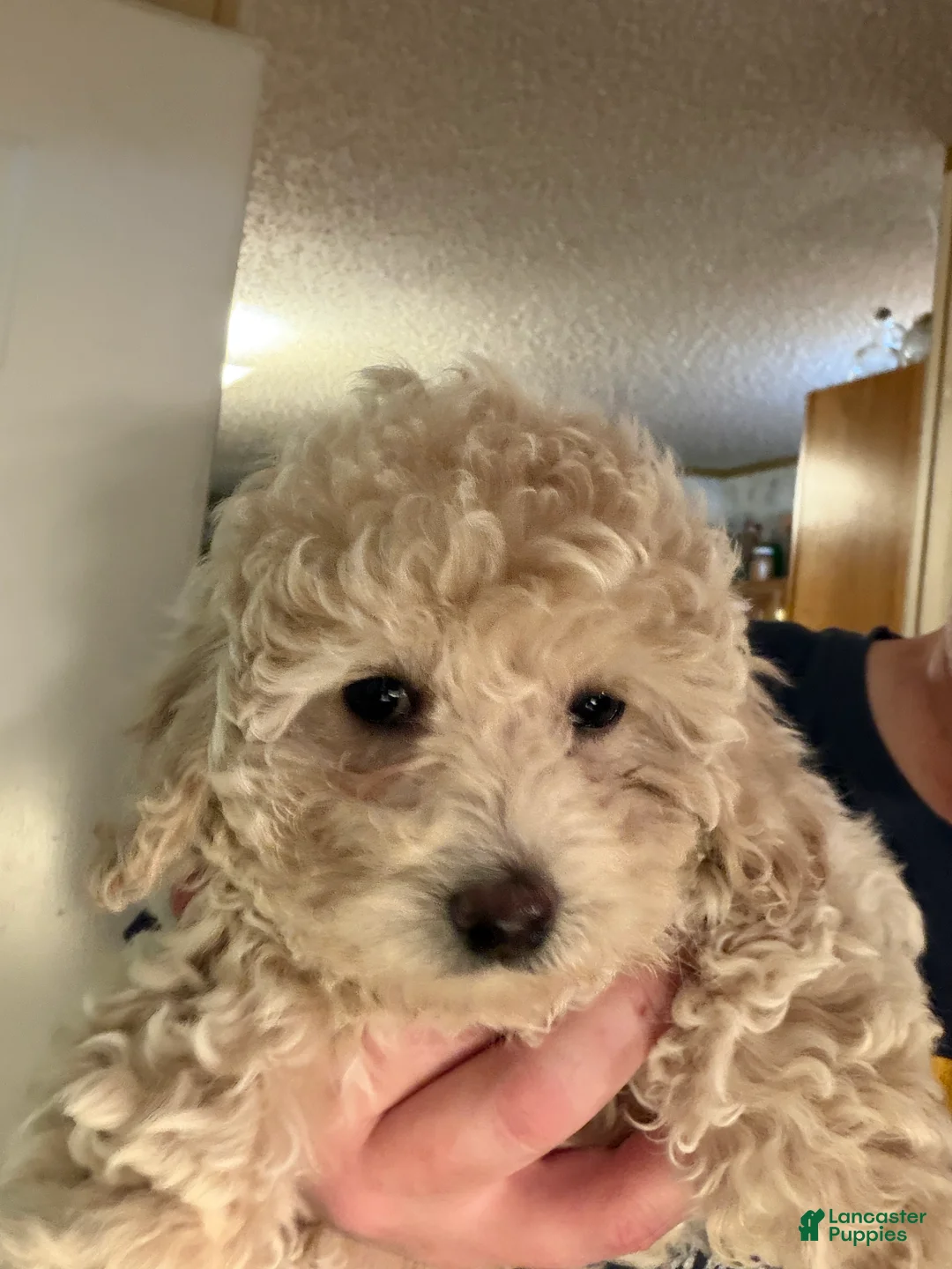 Bichpoo dogs for sale: Clover - Ad 2
