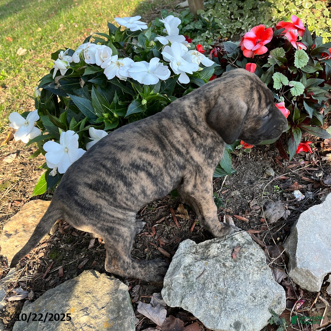 Great Dane dogs for sale: Bandit - Ad 11