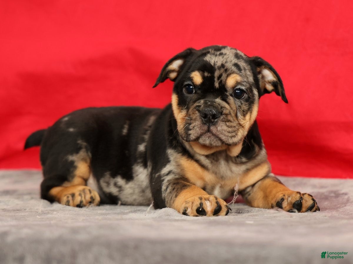 Beabull dogs Cody - Ad 2
