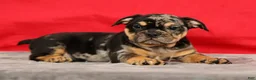 Beabull dogs for sale: Cody - Ad 2