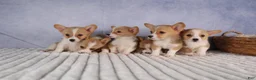 Welsh Corgi Pembroke dogs for sale: Carrie  - Ad 18